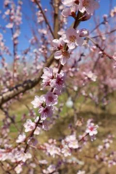 Orchard Foto stock