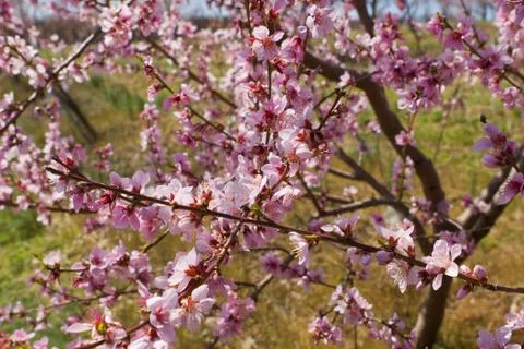 Orchard Stock Photos
