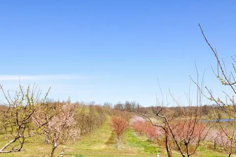 Orchard Stock Photos