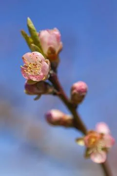 Orchard Stock Photos