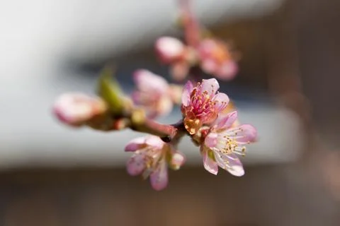 Orchard Stock Photos