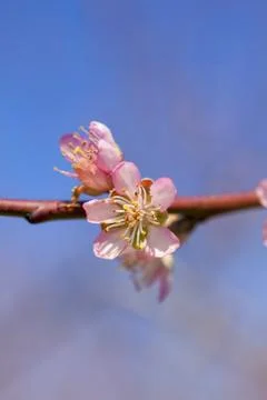 Orchard Stock Photos