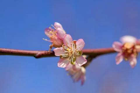 Orchard Stock Photos