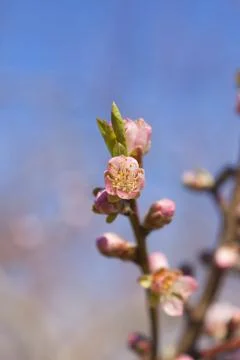 Orchard Stock Photos