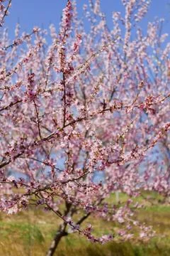 Orchard Stock Photos