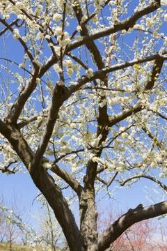 Orchard Stock Photos