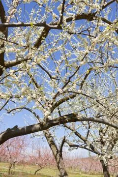 Orchard Stock Photos