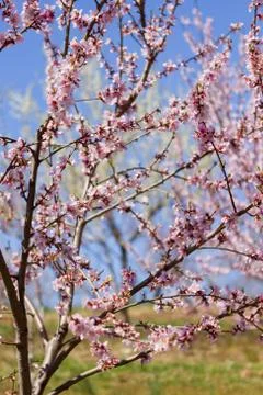 Orchard Stock Photos