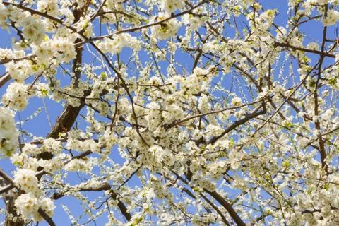 Orchard Stock Photos