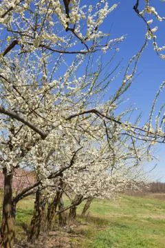 Orchard Stock Photos