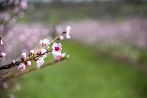 Orchard Stock Photos