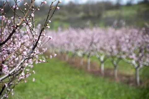 Orchard Stock Photos
