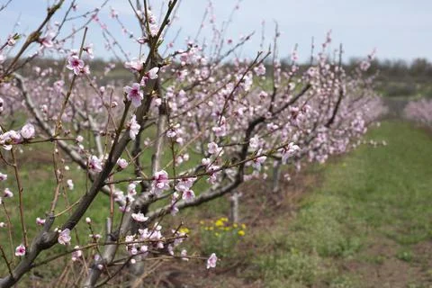 Orchard Stock Photos