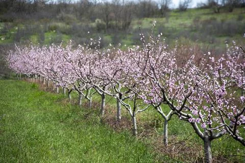 Orchard Stock Photos