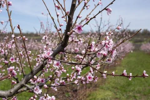 Orchard Stock Photos