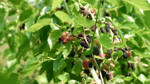 The orchard pick mulberries 스톡 동영상 239983082