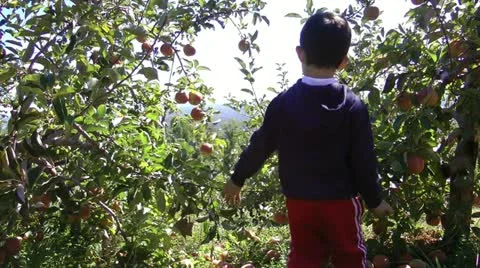 Orchard play Stock Footage 12330992
