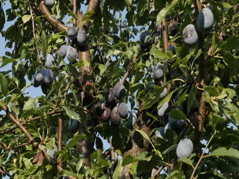 Orchard with plum tree close-up Stock Footage