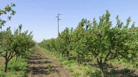 Orchard of plum trees Видео 107191431