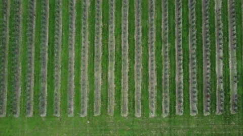 Orchard, Rougemont, Quebec, Canada Video stock 219658703
