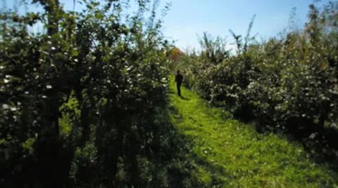 Orchard rows dolly Stock Footage 8836793