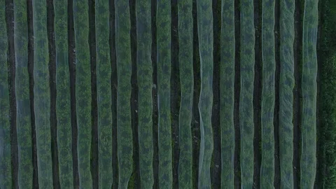 Orchard rows top view 스톡 동영상 126944369