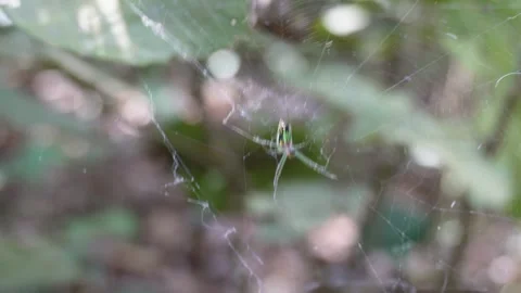 An Orchard spider is on its web Stock Footage 304062841
