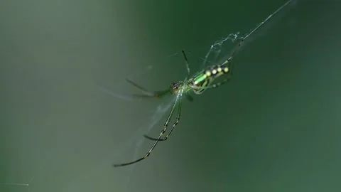 Orchard spider on web macro closeup with intricate silk details Stock Footage 334599971