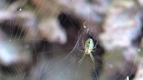 Orchard spider in web sunlight green view from below Stock Footage 79487029
