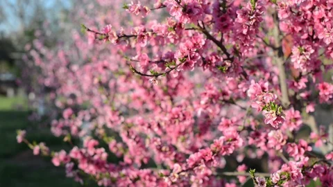 Orchard in Spring Bloom Stock Footage 86327655
