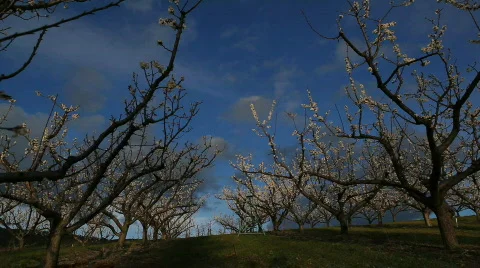 Orchard in Spring Stock-Footage 707434
