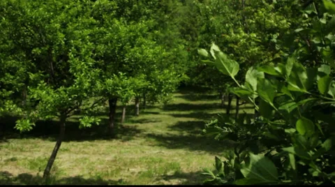 Orchard in spring. Video stock 34752652