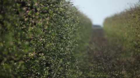 Orchard in the spring Vidéo 74493106