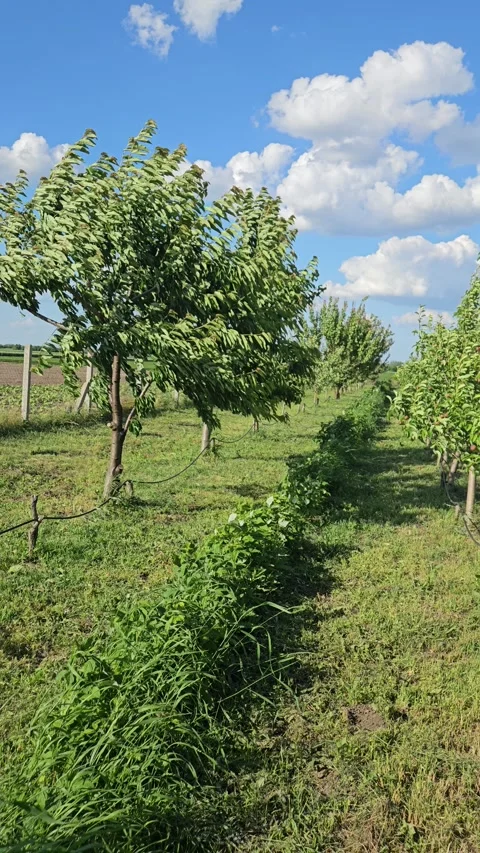 Orchard in spring Stock Footage 310190555