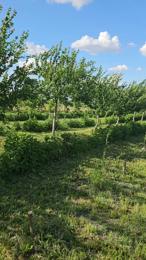 Orchard in spring Stock Footage 310190636