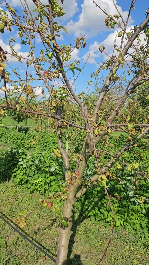 Orchard in spring Stock Footage 310190728