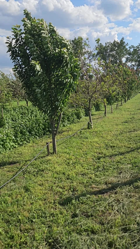 Orchard in spring Stock Footage 310191305