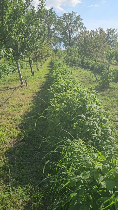 Orchard in spring Stock Footage 310191687