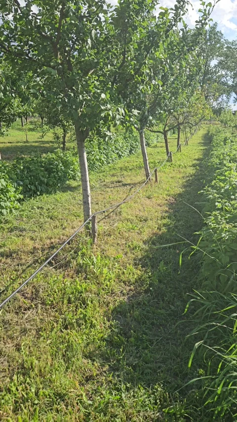 Orchard in spring Stock Footage 310191689