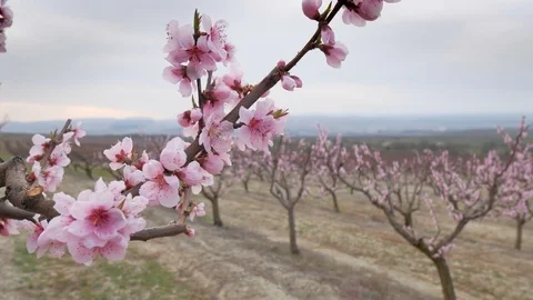 Orchard spring garden Stock Footage 74255489