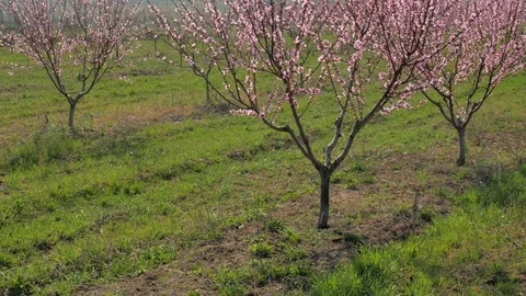 Orchard spring garden Video stock 74255785