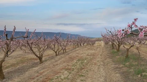 Orchard spring garden Video stock 74257442