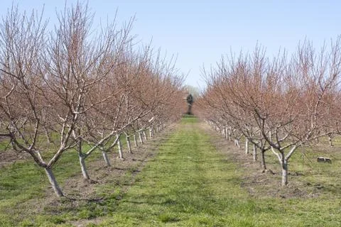 Orchard in the Spring Foto stock