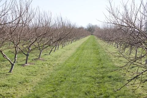 Orchard in the Spring Foto stock