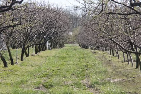 Orchard in the Spring Stock Photos