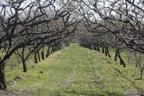 Orchard in the Spring Foto stock
