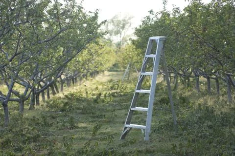 Orchard in the Spring Stock Photos