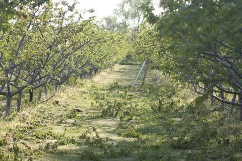 Orchard in the Spring Foto stock