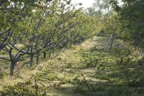 Orchard in the Spring Foto stock