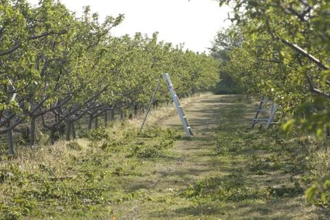 Orchard in the Spring Stock Photos